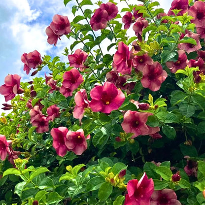 Buy Allamanda Purple/Violet Flowering - Plant Online at Lalitenterprise