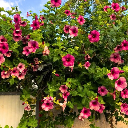 Buy Allamanda Purple/Violet Flowering - Plant Online at Lalitenterprise