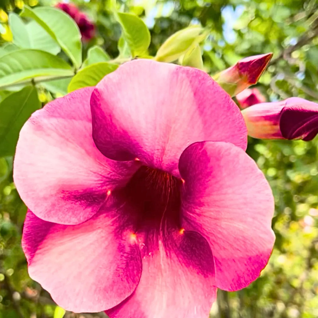 Buy Allamanda Purple/Violet Flowering - Plant Online at Lalitenterprise