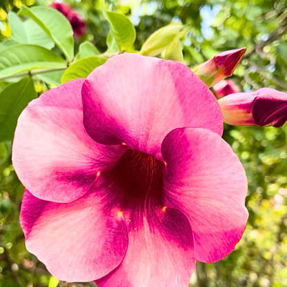 Buy Allamanda Purple/Violet Flowering - Plant Online at Lalitenterprise