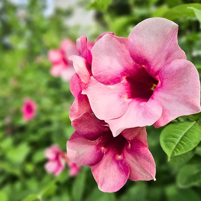 Buy Allamanda Purple/Violet Flowering - Plant Online at Lalitenterprise