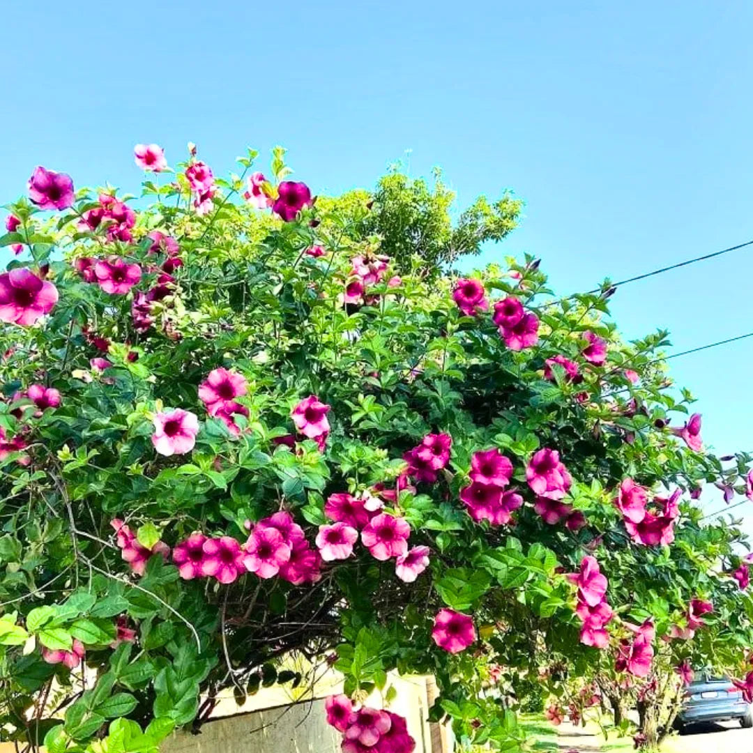 Buy Allamanda Purple/Violet Flowering - Plant Online at Lalitenterprise