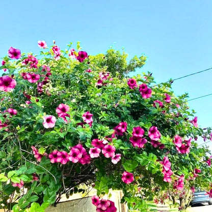 Buy Allamanda Purple/Violet Flowering - Plant Online at Lalitenterprise