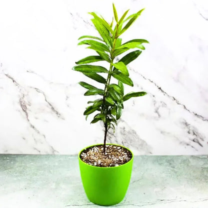 Buy Allspice (Pimenta Dioica) Jamaica Pepper - Plant Online at Lalitenterprise