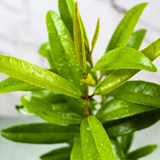 Buy Pimenta Dioica - Plant Online at Lalitenterprise
