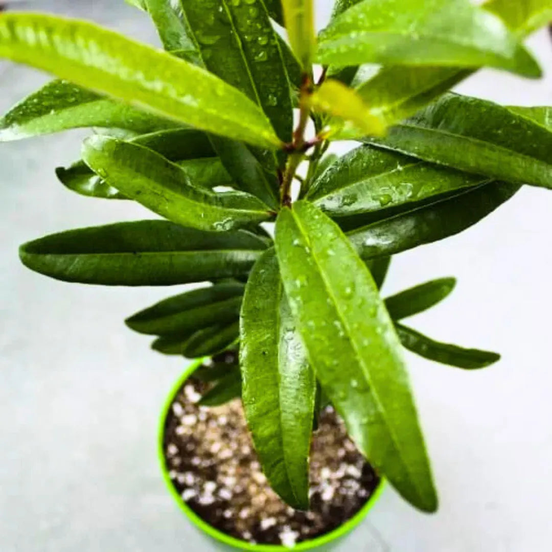 Buy Jamaica Pepper - Plant Online at Lalitenterprise