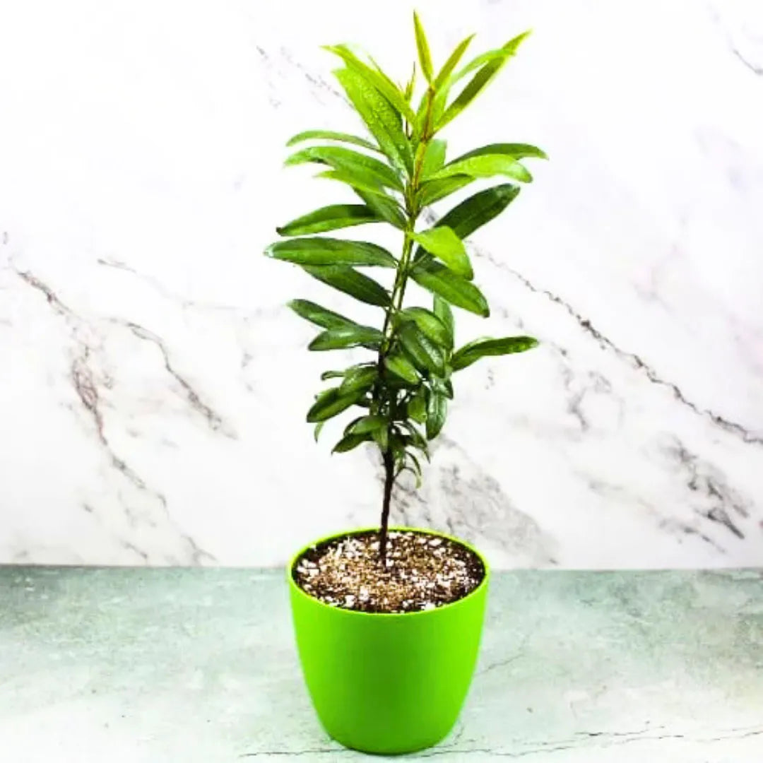 Buy Allspice - Plant Online at Lalitenterprise