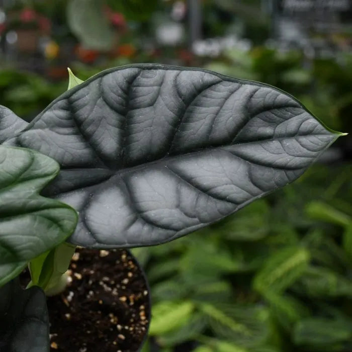 Buy Alocasia Baginda (Silver Dragon Alocasia) - Plant Online at Lalitenterprise