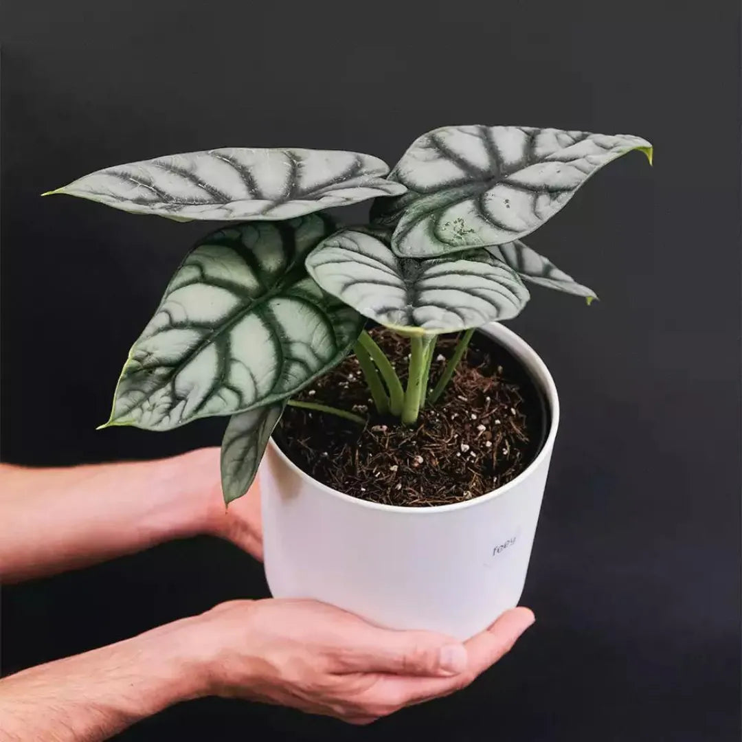 Buy Silver Dragon Alocasia - Plant Online at Lalitenterprise