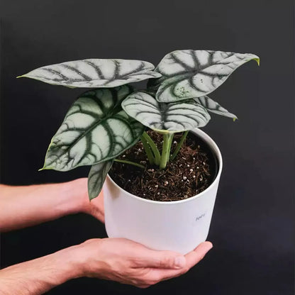 Buy Silver Dragon Alocasia - Plant Online at Lalitenterprise