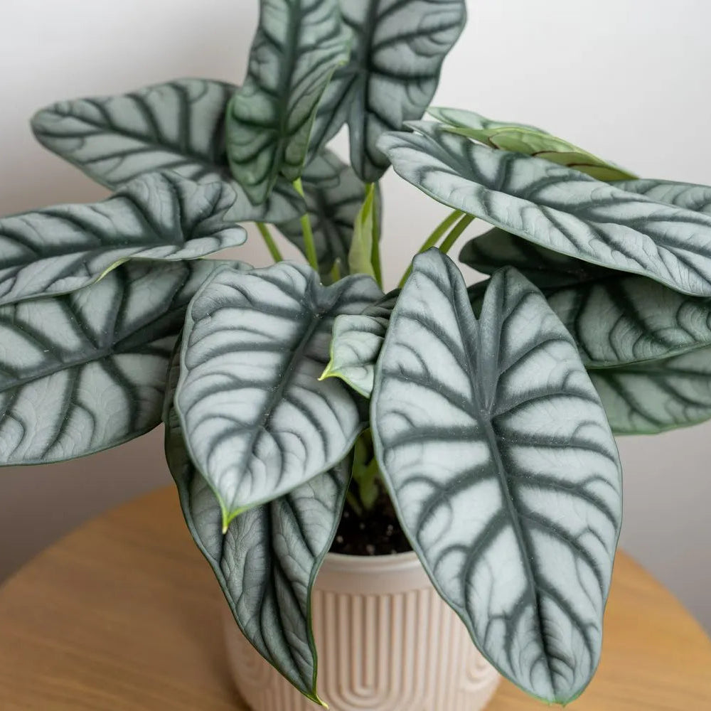 Buy Alocasia Baginda - Plant Online at Lalitenterprise