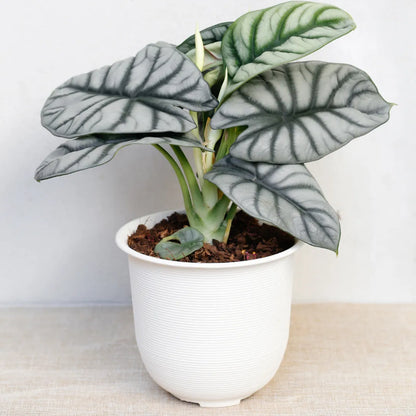 Buy Alocasia Baginda (Silver Dragon Alocasia) - Plant Online at Lalitenterprise