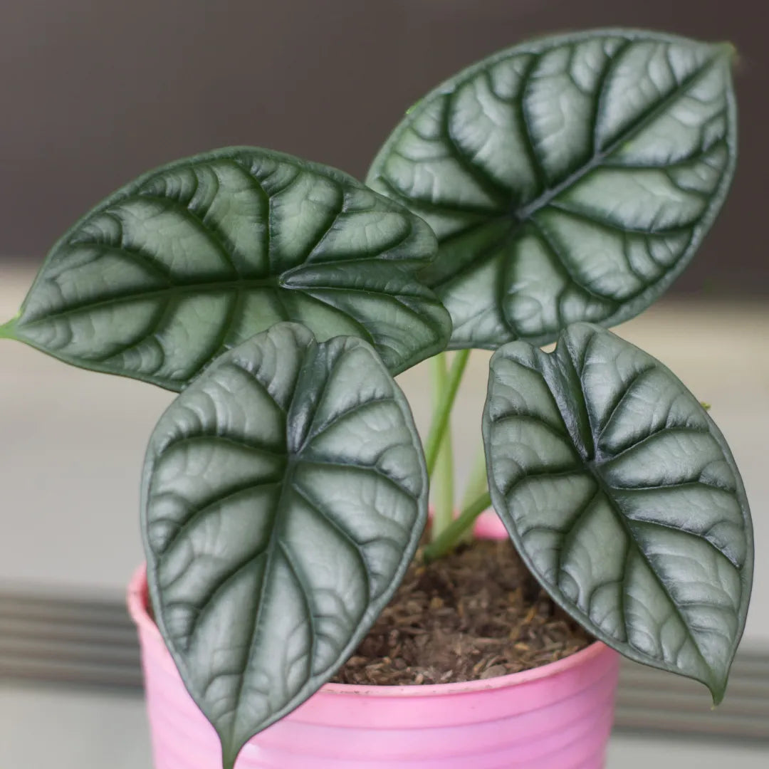 Buy Silver Dragon Alocasia - Plant Online at Lalitenterprise