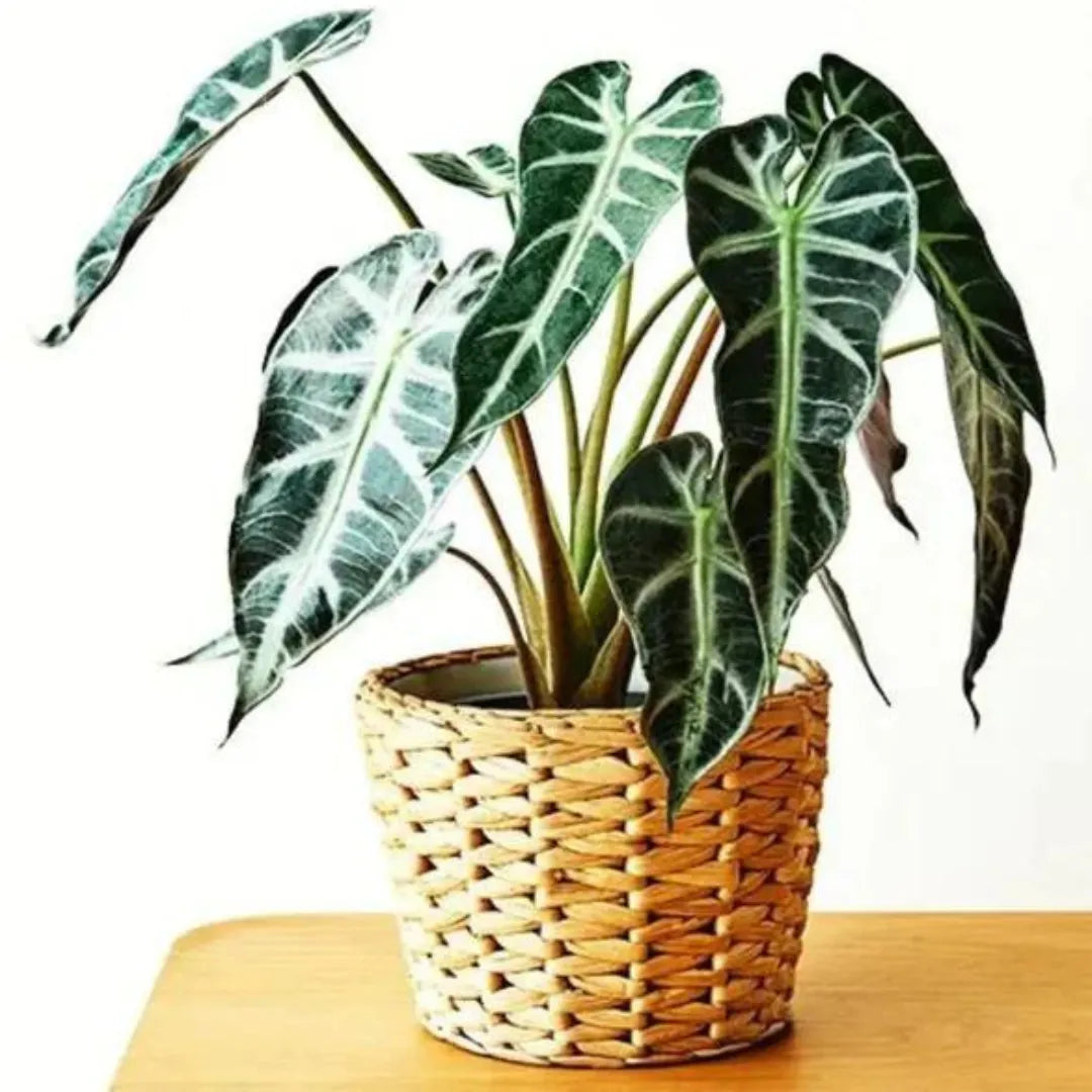 Buy Alocasia Bambino Arrow (Alocasia x Amazonica 'Bambino') – Plant Online at Lalitenterprise