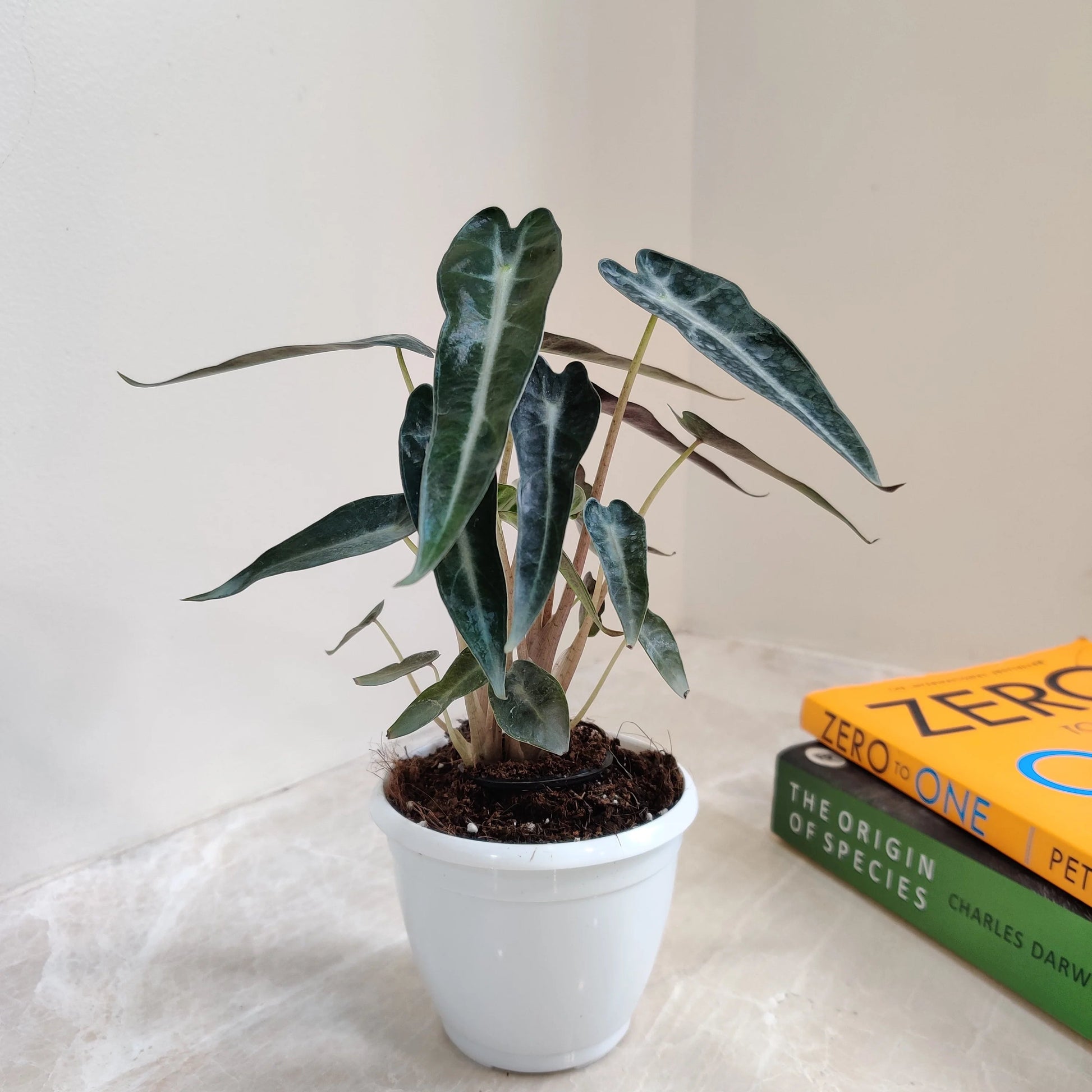 Buy Alocasia x Amazonica 'Bambino' – Plant Online at Lalitenterprise