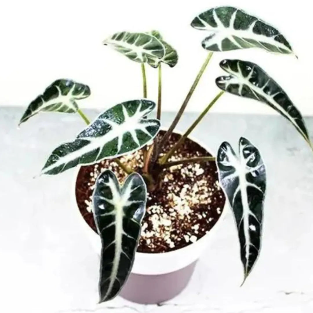 Buy Alocasia Bambino Arrow (Alocasia x Amazonica 'Bambino') – Plant Online at Lalitenterprise