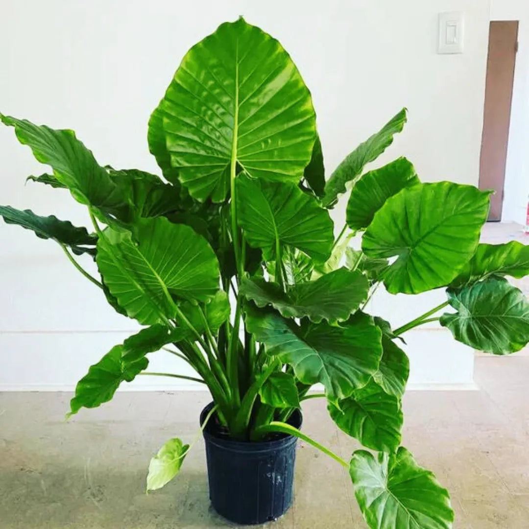 Alocasia Odora "Asian Taro" - Plant – Lalit Enterprise