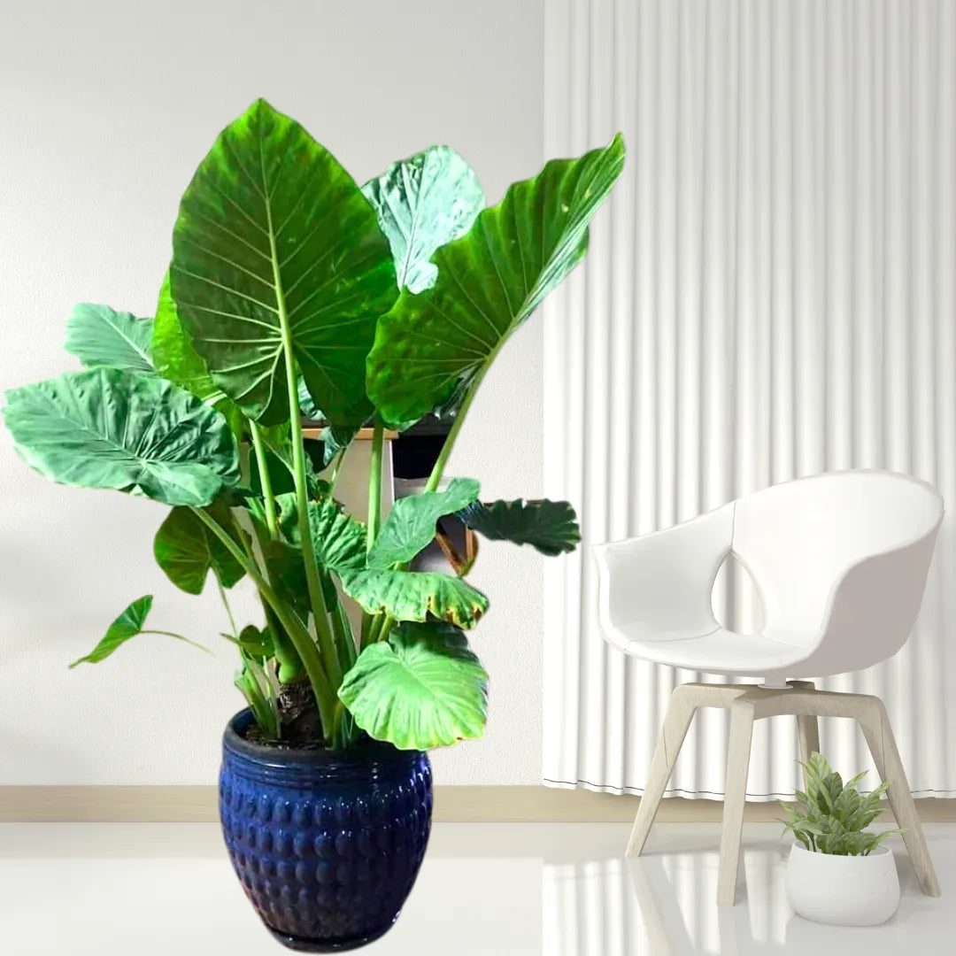 Buy Alocasia Odora Online at Lalitenterprise