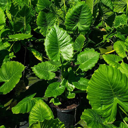 Buy Alocasia Odora "Asian Taro" - Plant Online at Lalitenterprise