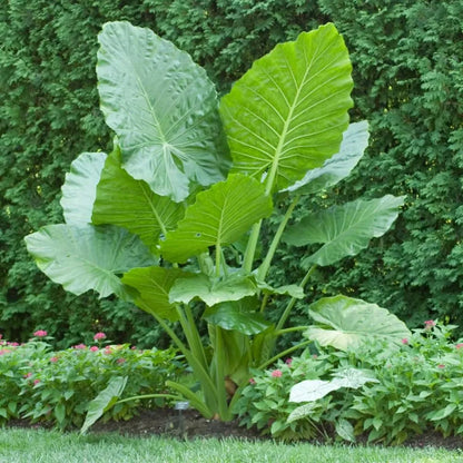 Buy Alocasia Odora "Asian Taro" - Plant Online at Lalitenterprise