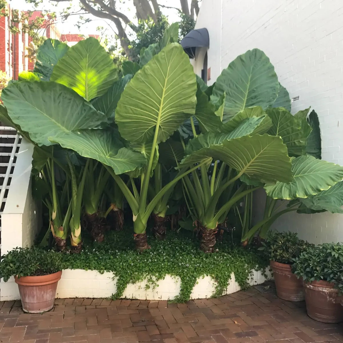 Buy Alocasia Odora "Asian Taro" - Plant Online at Lalitenterprise