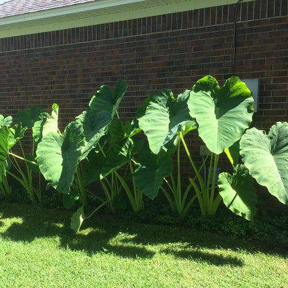 Buy Alocasia Odora "Asian Taro" - Plant Online at Lalitenterprise