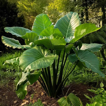 Buy Alocasia Odora "Asian Taro" - Plant Online at Lalitenterprise