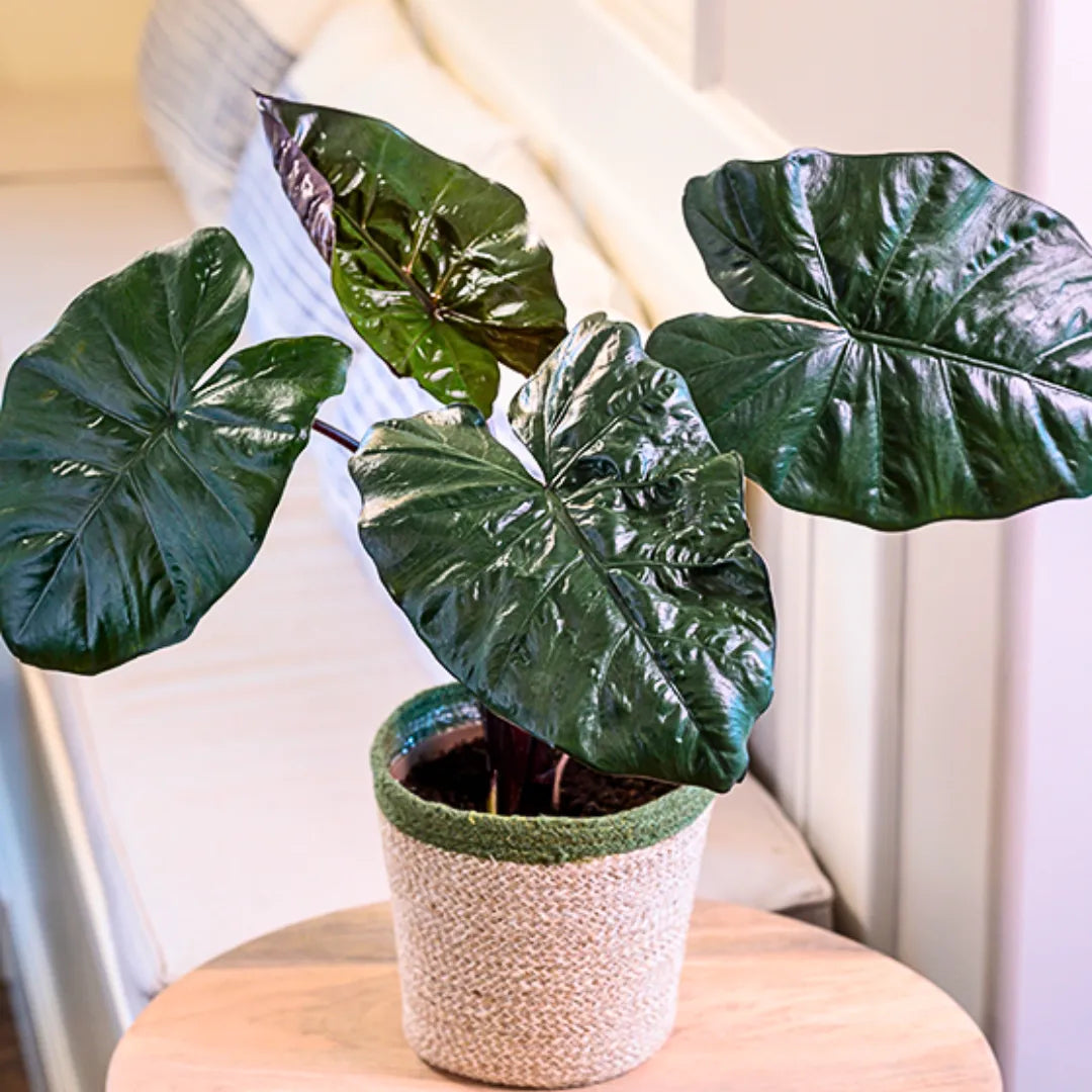 taro house plant Alocasia Plumbea Nigra (Black Metallic Taro)