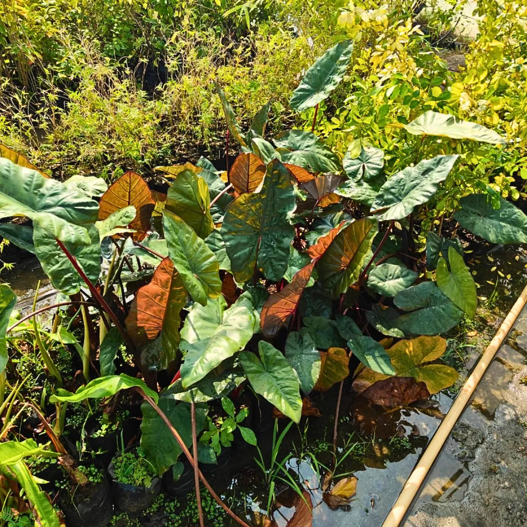Buy Black Metallic Taro - Plant Online at Laiitenterprise