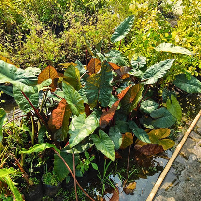 Buy Black Metallic Taro - Plant Online at Laiitenterprise