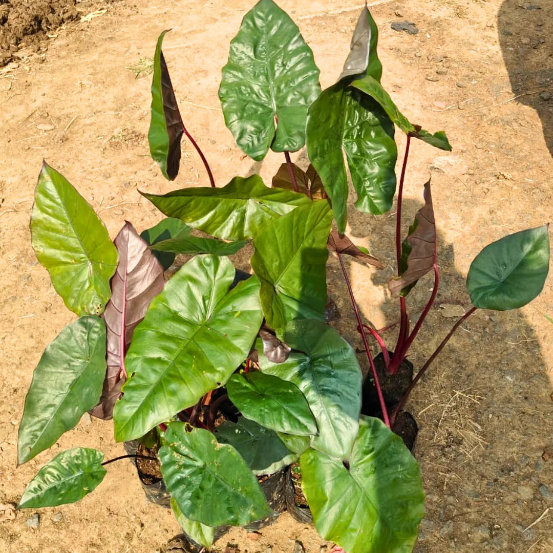 Buy Black Metallic Taro - Plant Online at Laiitenterprise