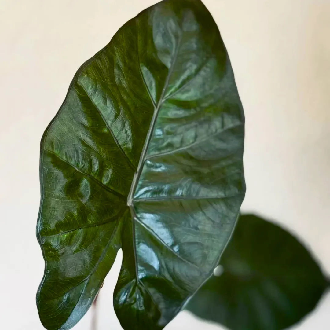 Buy Alocasia Plumbea Nigra - Plant Online at Laiitenterprise