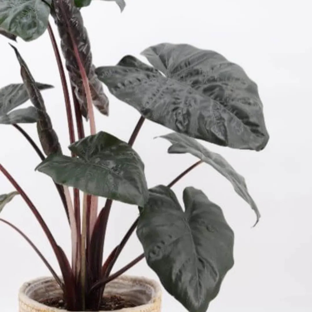 Buy Alocasia Plumbea Nigra (Black Metallic Taro) - Plant Online at Laiitenterprise