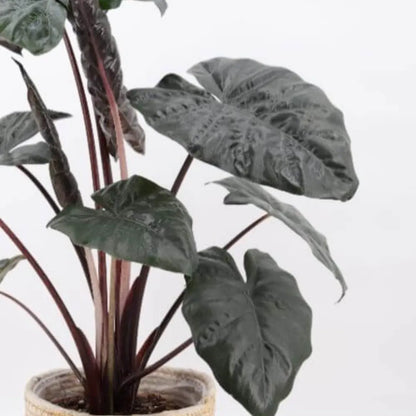 Buy Alocasia Plumbea Nigra (Black Metallic Taro) - Plant Online at Laiitenterprise