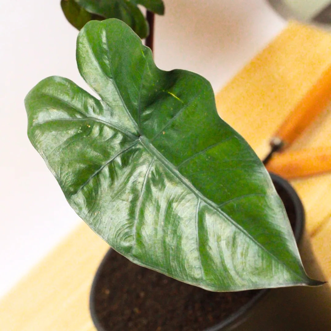 Buy Black Metallic Taro - Plant Online at Lalitenterprise