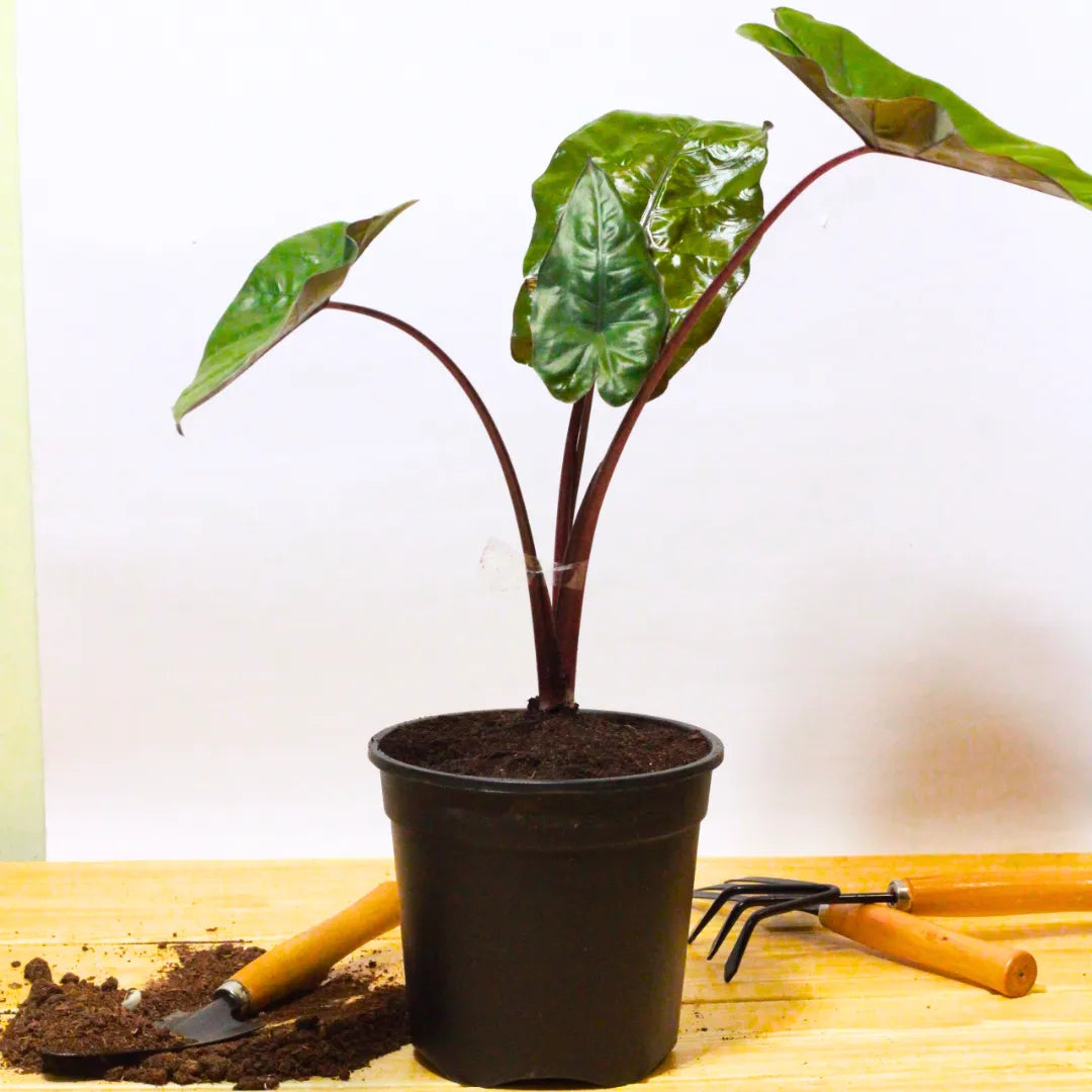 Buy Alocasia Plumbea Nigra (Black Metallic Taro) - Plant Online at Lalitenterprise
