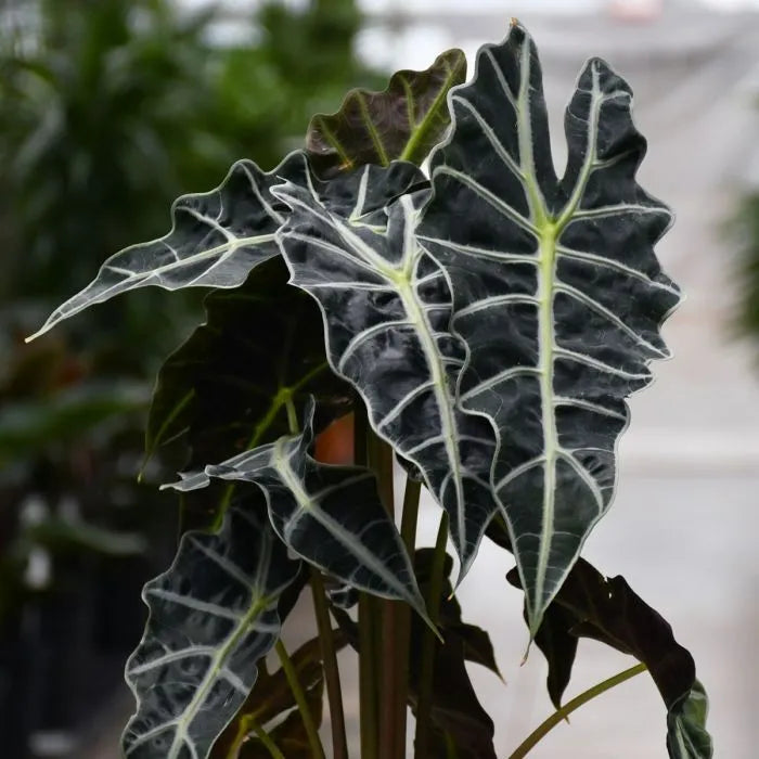 Buy Alocasia Polly | Alocasia x Amazonica 'Polly' - Plant Online at Lalitenterprise