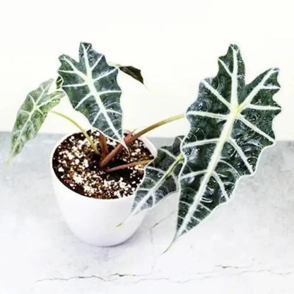 Buy Alocasia x Amazonica 'Polly' - Plant Online at Lalitenterprise