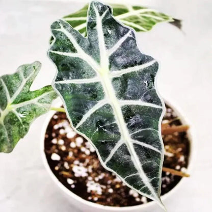 Buy Alocasia Polly - Plant Online at Lalitenterprise