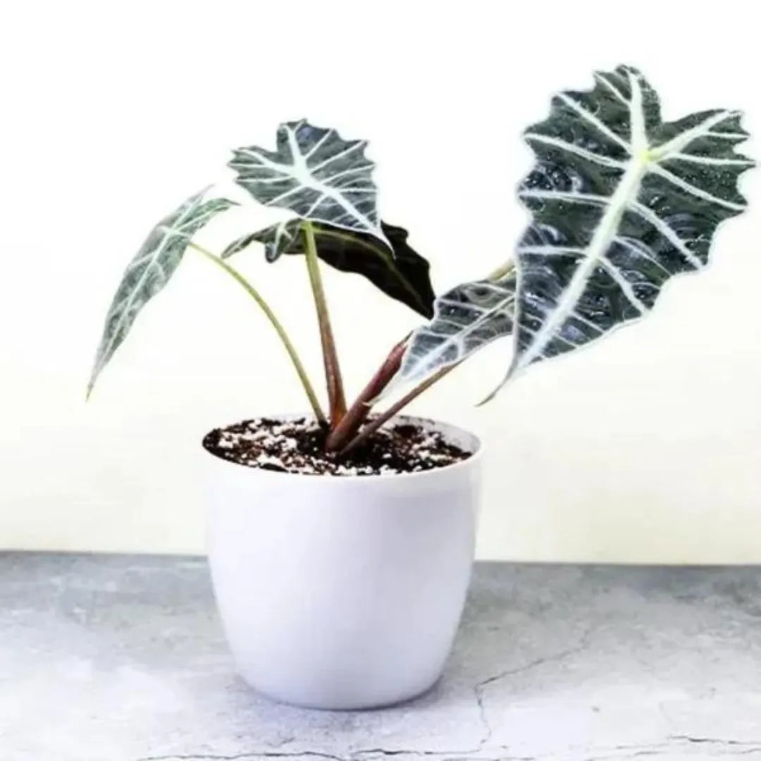 Buy Alocasia Polly | Alocasia x Amazonica 'Polly' - Plant Online at Lalitenterprise