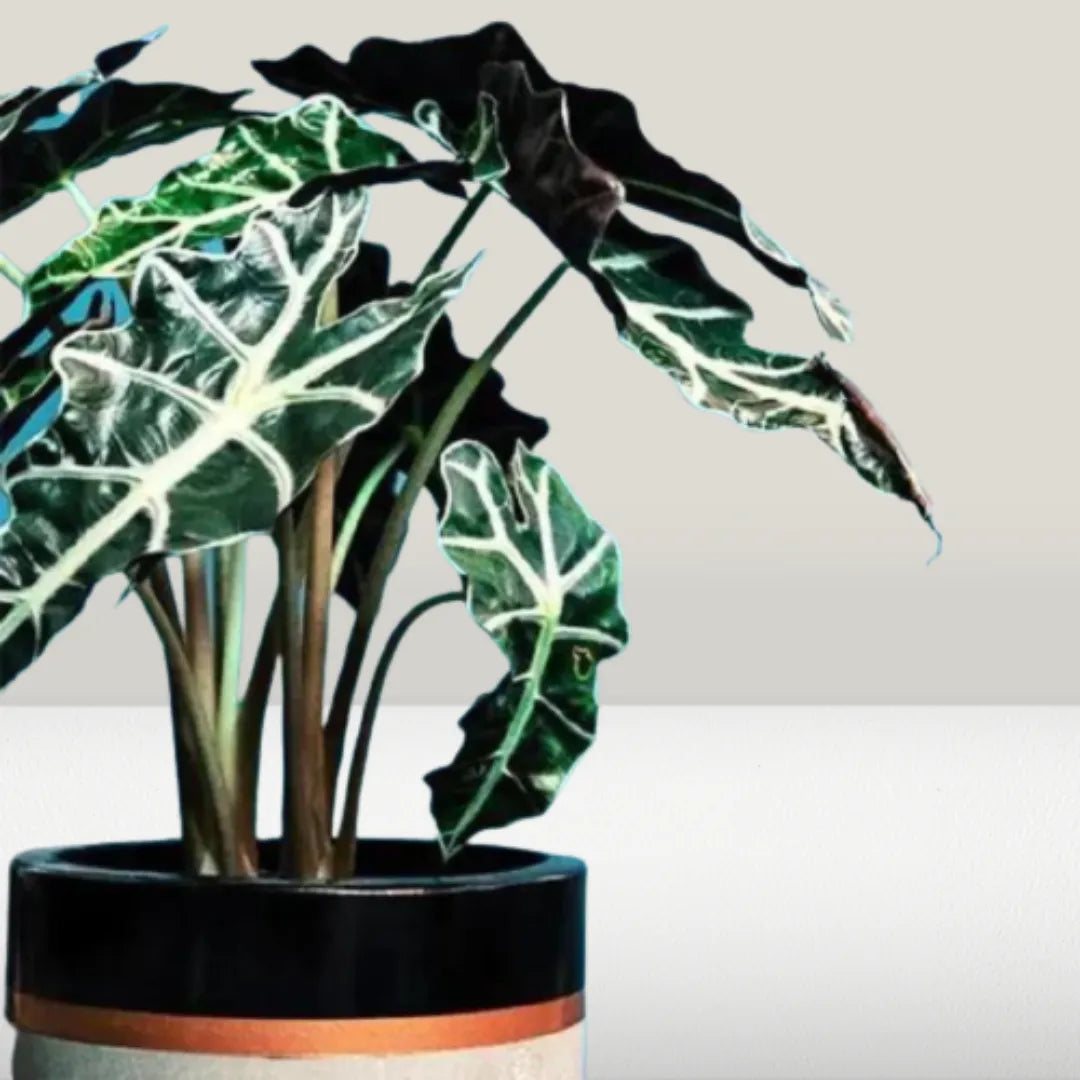 Buy Alocasia x Amazonica 'Polly' - Plant Online at Lalitenterprise