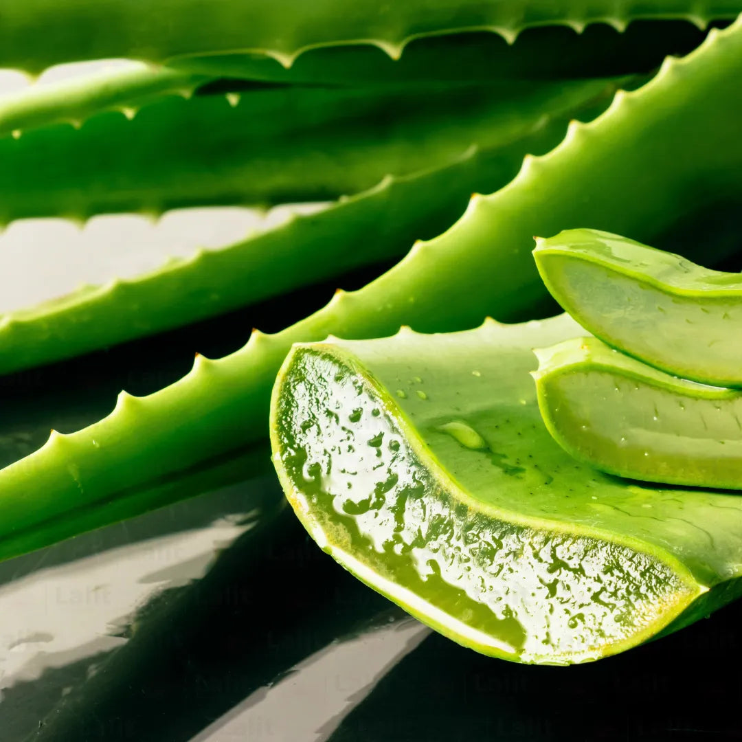 Buy Aloe Vera "Aloe Barbadensis Miller" - Plant Online at Lalitenterprise