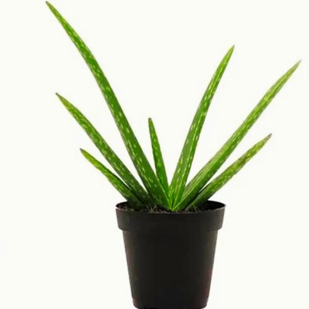 Buy Aloe Vera "Aloe Barbadensis Miller" - Plant Online at Lalitenterprise