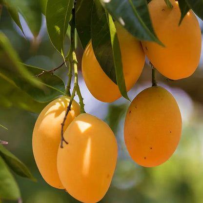 Buy Alphonso Mango "Grafted" (Hapus Mango) - Plant Online at Lalitenterprise