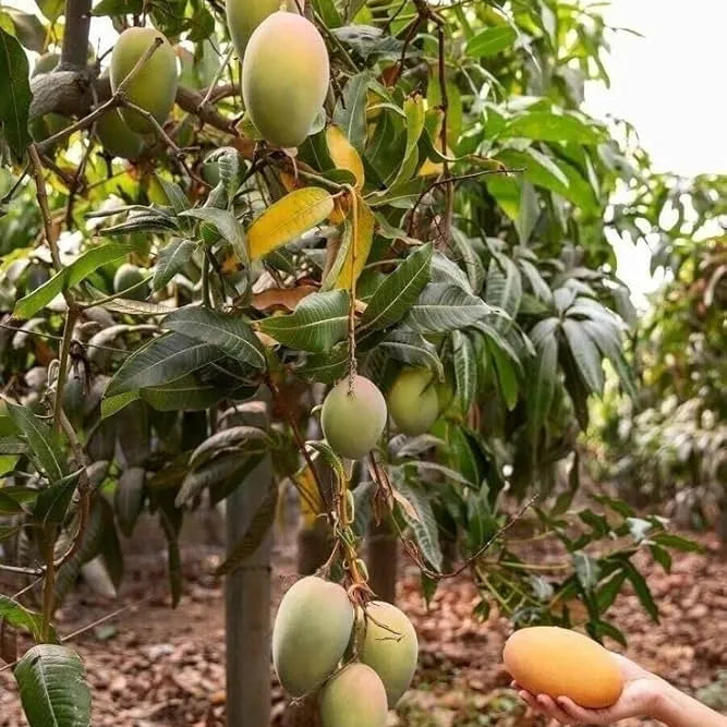 Buy  Grafted Hapus Mango - Plant Online at Lalitenterprise