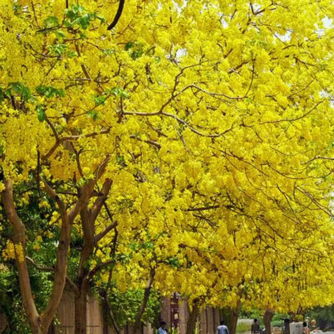 Golden Shower Tree