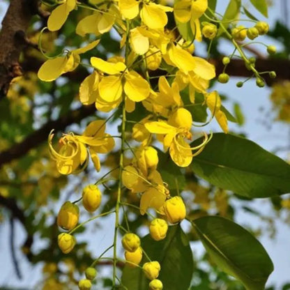 Buy Cassia Fistula Plant - Lalit Enterprise