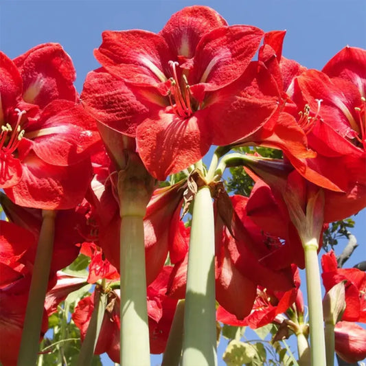 Buy Amaryllis Lily Plant Online at Lalitenterprise