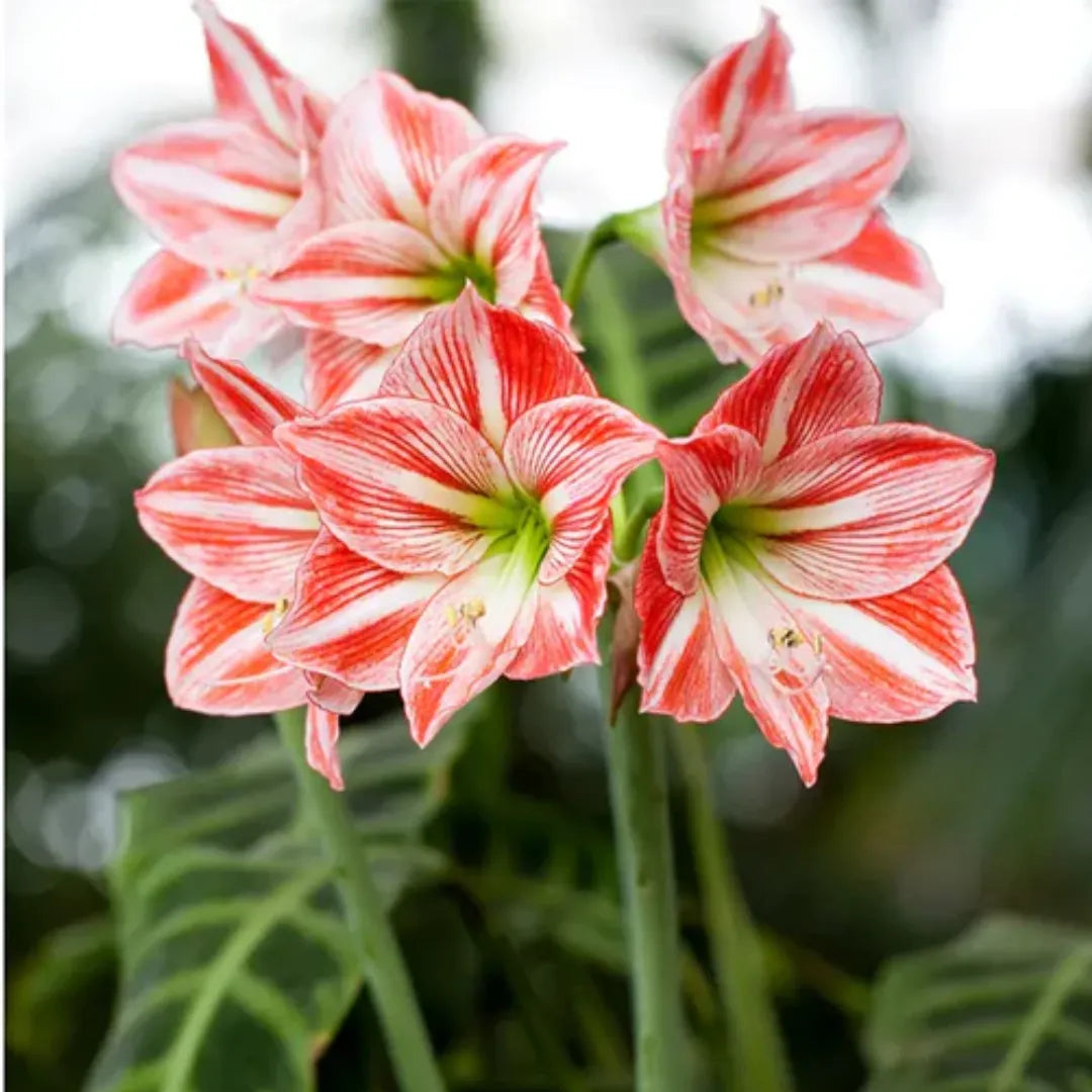Buy Amaryllis Lily Plant Online at Lalitenterprise