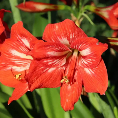 Buy Amaryllis Lily Plant Online at Lalitenterprise